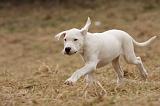 DOGUE ARGENTIN 200